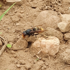 Vespa velutina nigrithorax