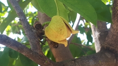 Annona muricata