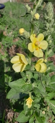 Verbascum phlomoides