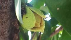 Annona muricata