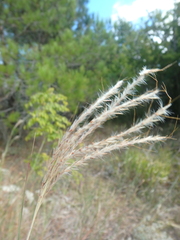 Bothriochloa ischaemum