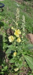 Verbascum phlomoides