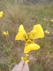 Moraea bellendenii