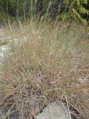 Bothriochloa ischaemum
