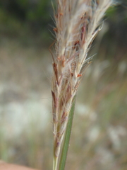 Bothriochloa ischaemum