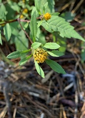 Bidens connata