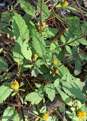 Bidens connata