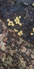 Hypholoma subviride
