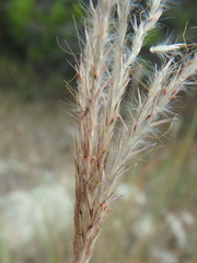 Bothriochloa ischaemum