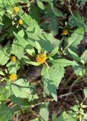 Bidens connata