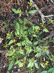 Bidens connata