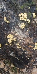 Hypholoma subviride
