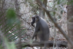 Cercocebus galeritus