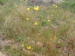 Moraea bellendenii
