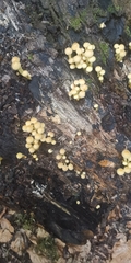 Hypholoma subviride