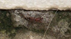 Odontomachus