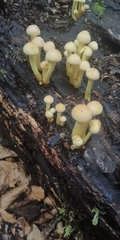 Hypholoma subviride