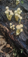 Hypholoma subviride