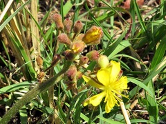 Triumfetta welwitschii