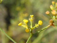 Bupleurum falcatum