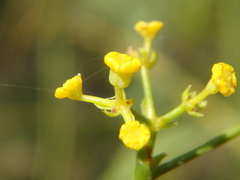 Bupleurum falcatum