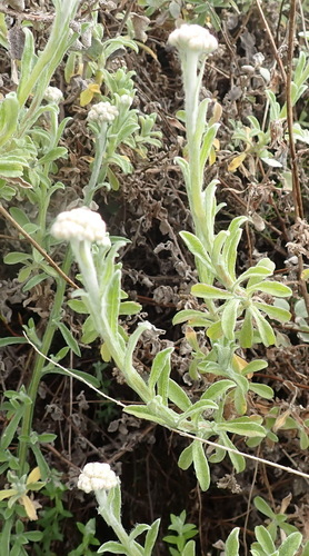 Image of Helichrysum odoratissimum by (c) Nicola van Berkel, some rights reserved (CC BY-SA)