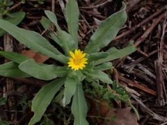 Calendula arvensis