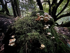 Hypholoma fasciculare