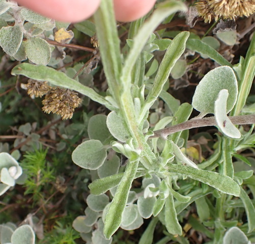 Image of Helichrysum odoratissimum by (c) Nicola van Berkel, some rights reserved (CC BY-SA)