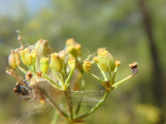 Bupleurum falcatum