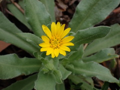 Calendula arvensis