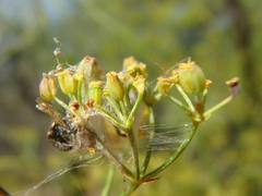 Bupleurum falcatum