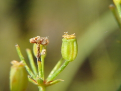 Bupleurum falcatum