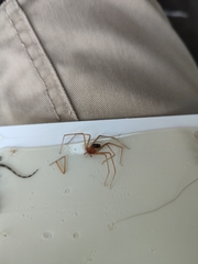 Loxosceles rufescens