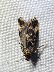 Barea codrella