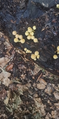 Hypholoma subviride