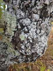 Parmelina tiliacea