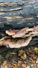 Ischnoderma resinosum