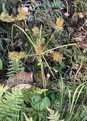Cyperus strigosus