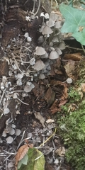 Coprinellus disseminatus