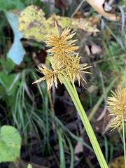 Cyperus strigosus