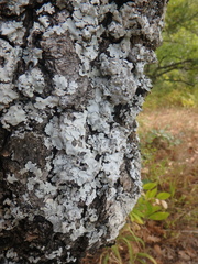 Parmelina tiliacea