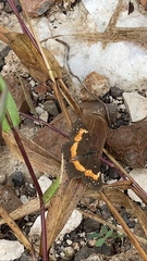 Chlosyne lacinia adjutrix