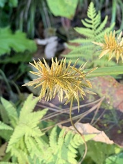 Cyperus strigosus