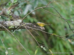 Phylloscopus xanthoschistos