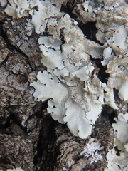 Parmelina tiliacea