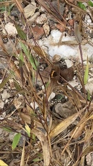 Chlosyne lacinia adjutrix