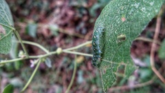 Xanthodes transversa