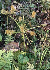Cyperus strigosus