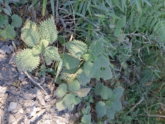 Urtica thunbergiana